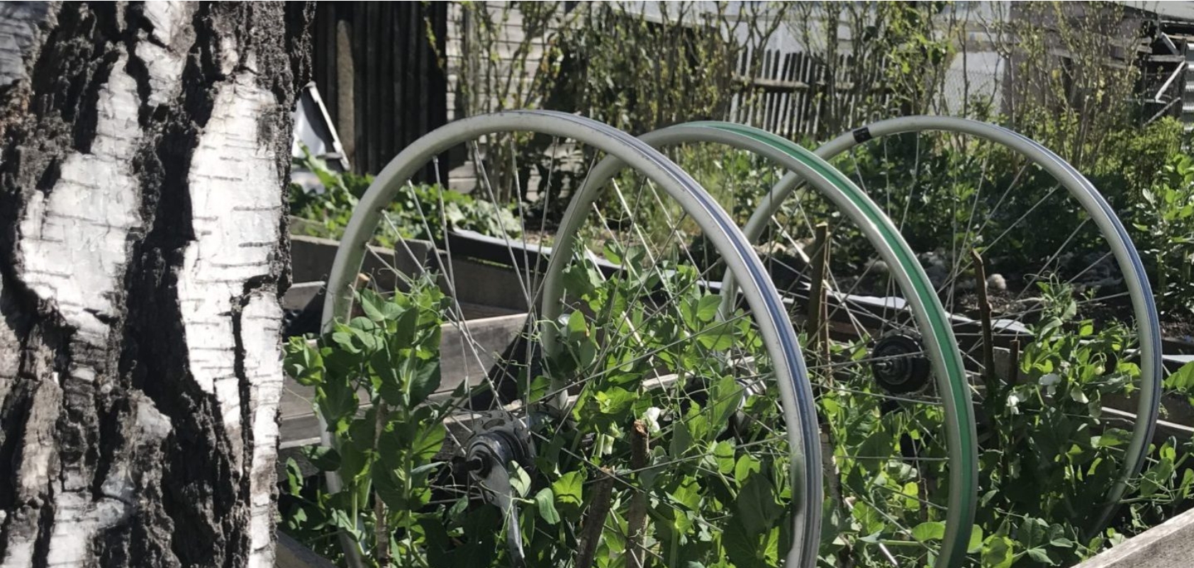 Beet im Wirrwuchs Mitmachgarten